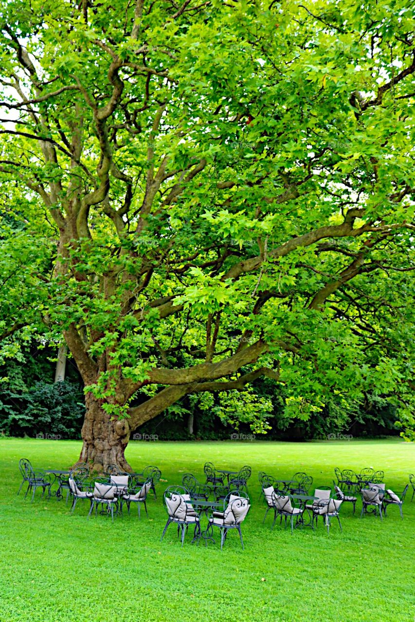 Big green tree! 