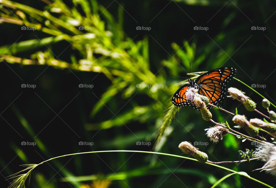 A monarch butterfly is perched upon a flower 
