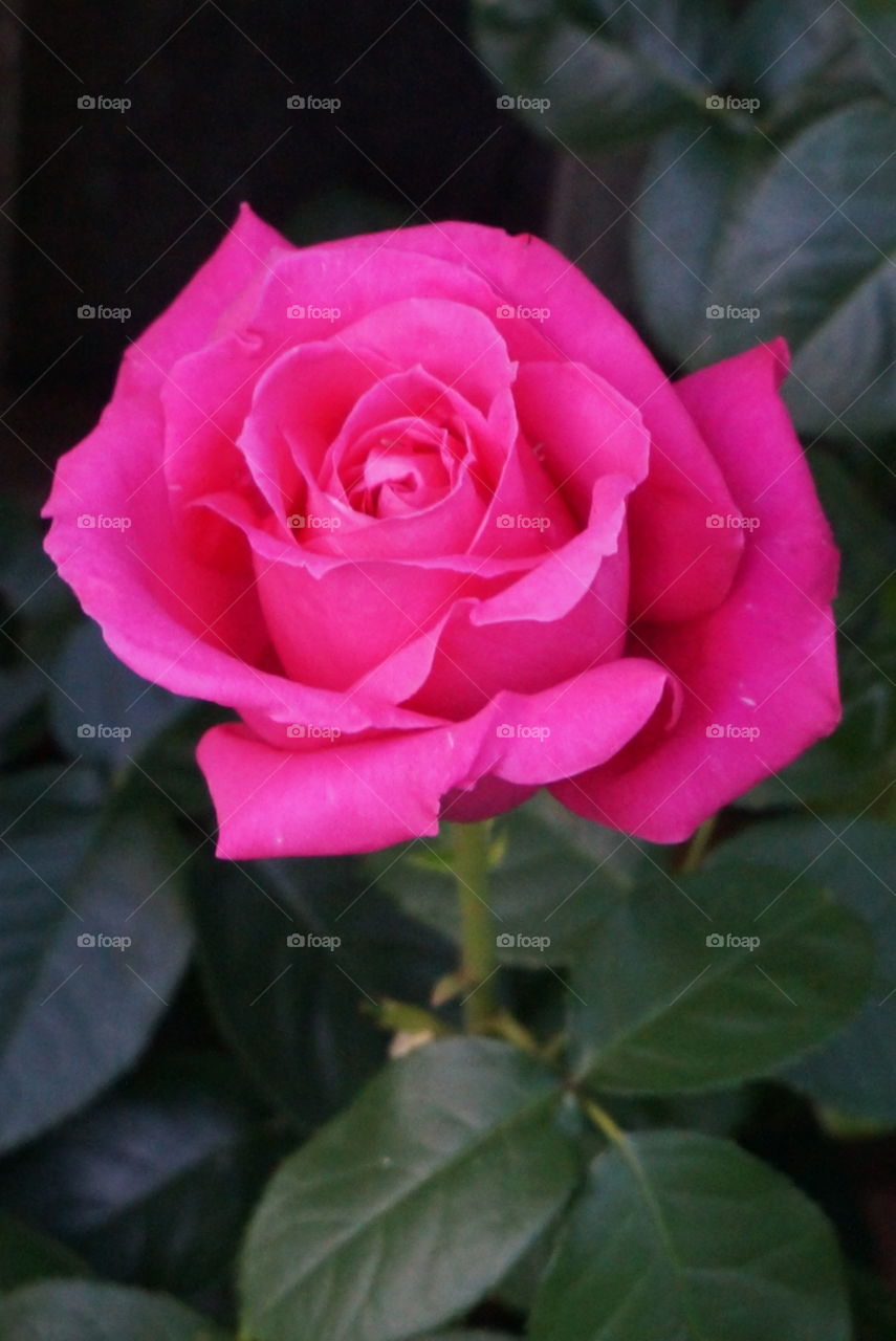 Pink peace. Pink rose bloom