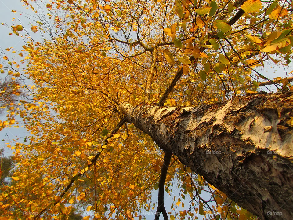 Orange tree 