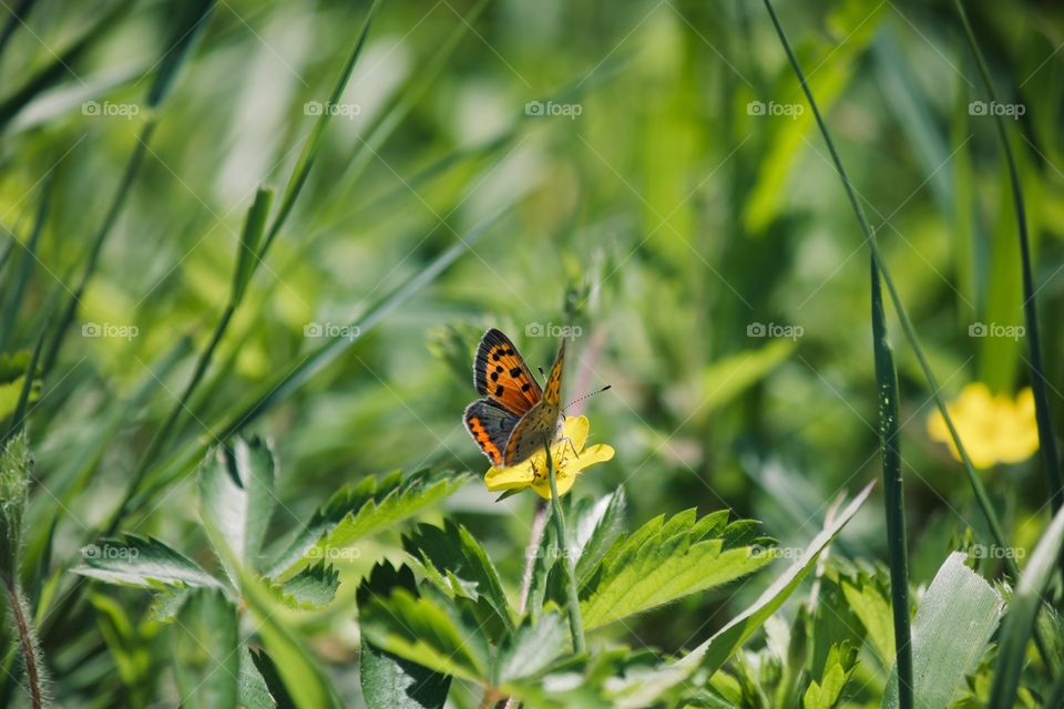 Butterfly on a yellow wild flower 