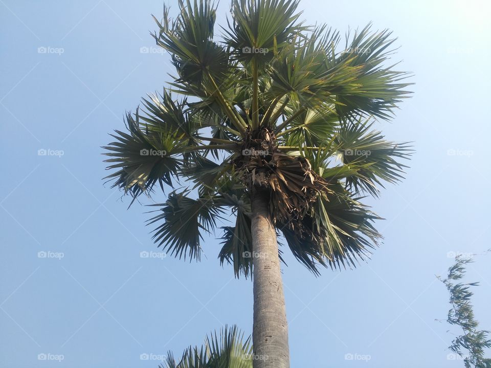 A beautiful tree in the feild.