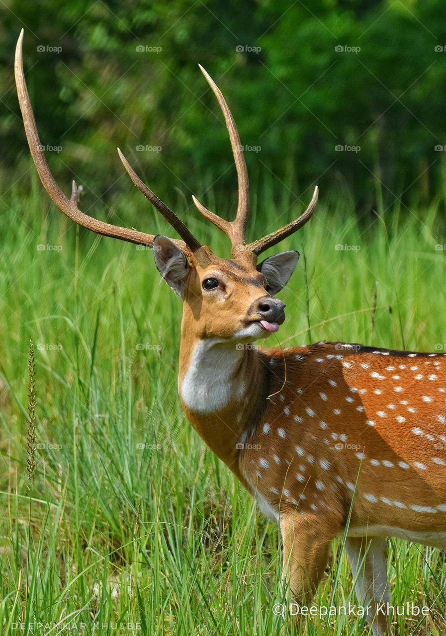"Say cheese" 
Spotted Deer From Wild