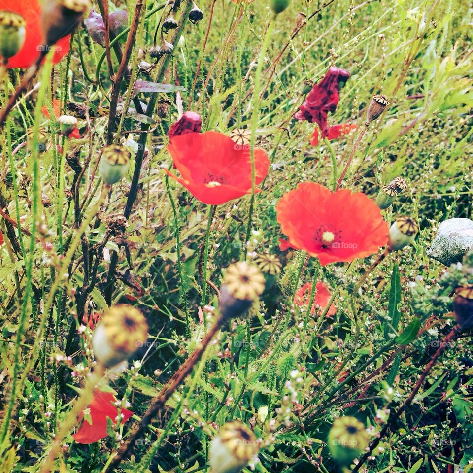 Poppies