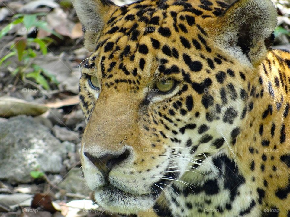 Close-up of a jaguar