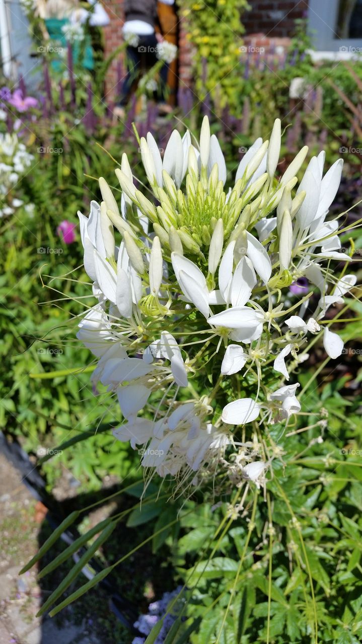 White Flower