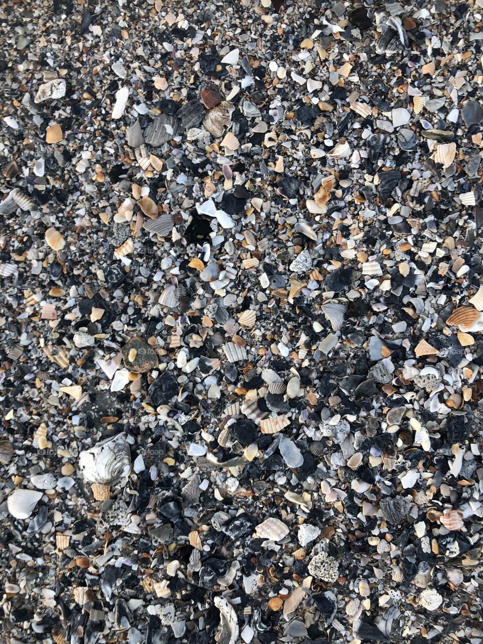 This beautiful collection of gravel, sand and seashells along Myrtle Beach embodiments just how amazing nature can be. 