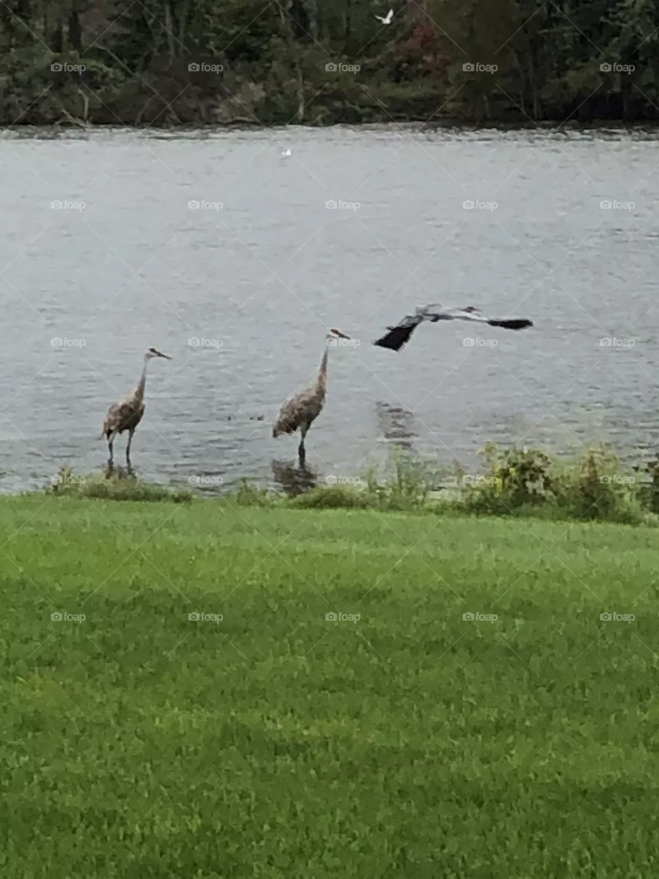 Birds