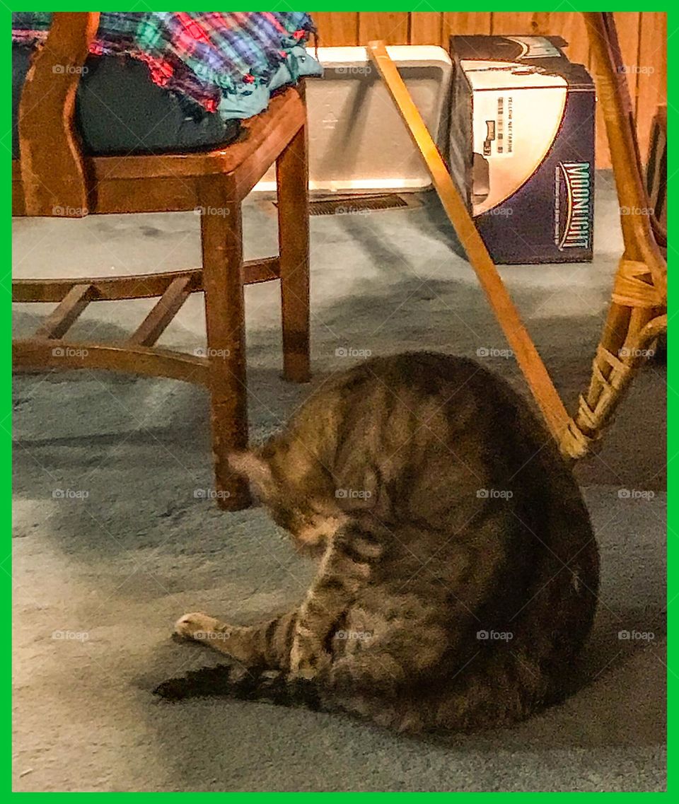 A chubby cat named Kitty is licking himself after eating.