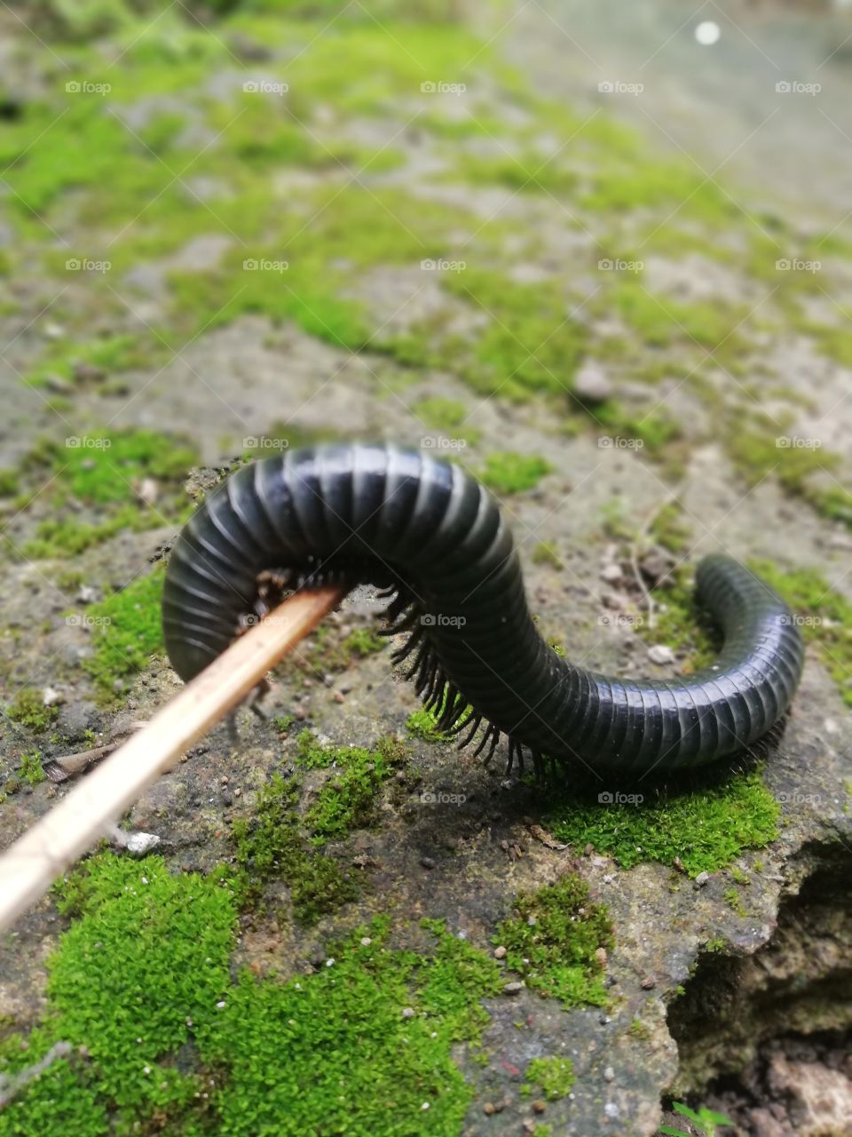 black giant millipede, caught!