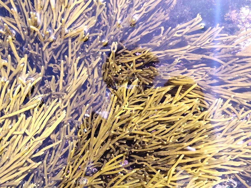 water and algae and reflection