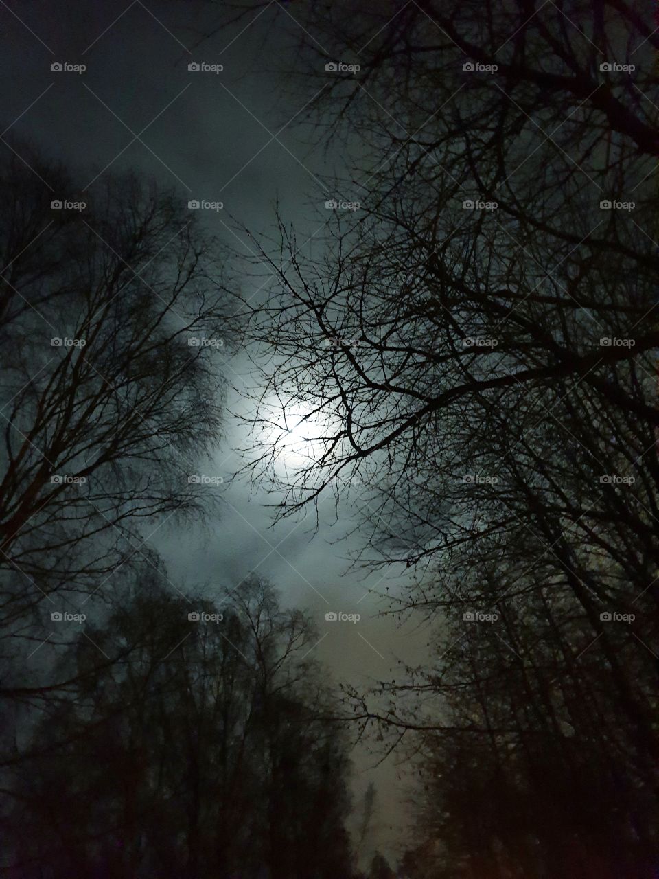 Moon through branches of trees
