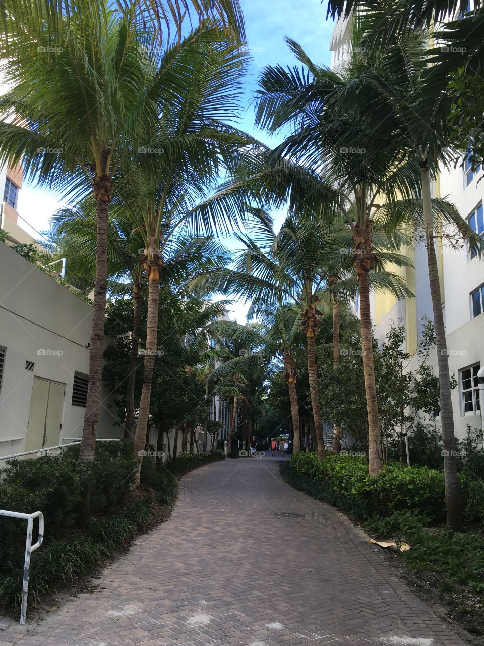 Palm trees line a brick meandering path between stucco buildings which leads to the beach