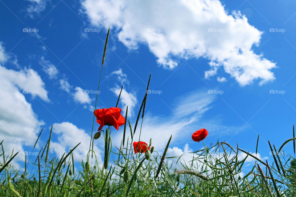 Red Poppies against Blue Skies