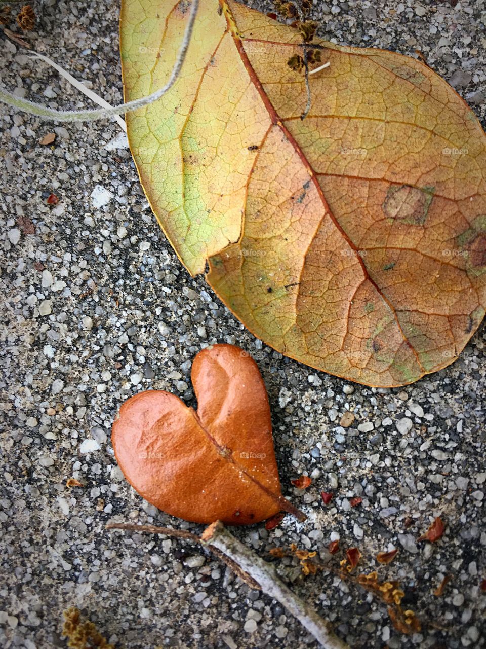 Love from a leaf