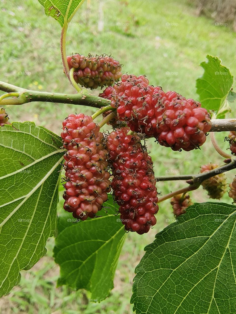 Mulberries from Chulu Ranch in Beinan Township