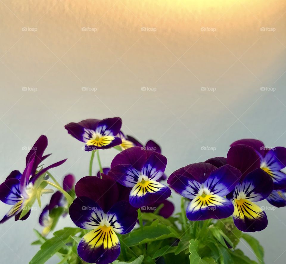 Wild pansy