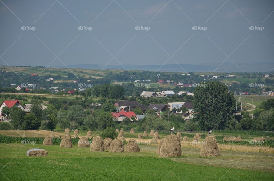 Summer landscape in Bucovina, Romania