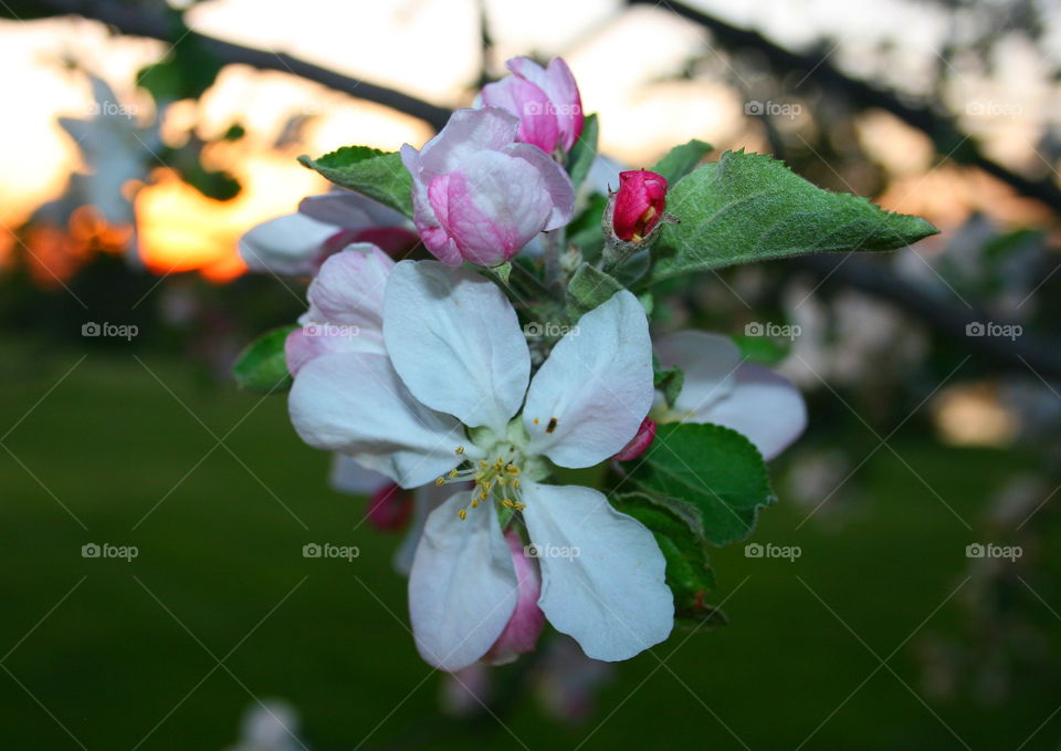 Apple Tree in Spring