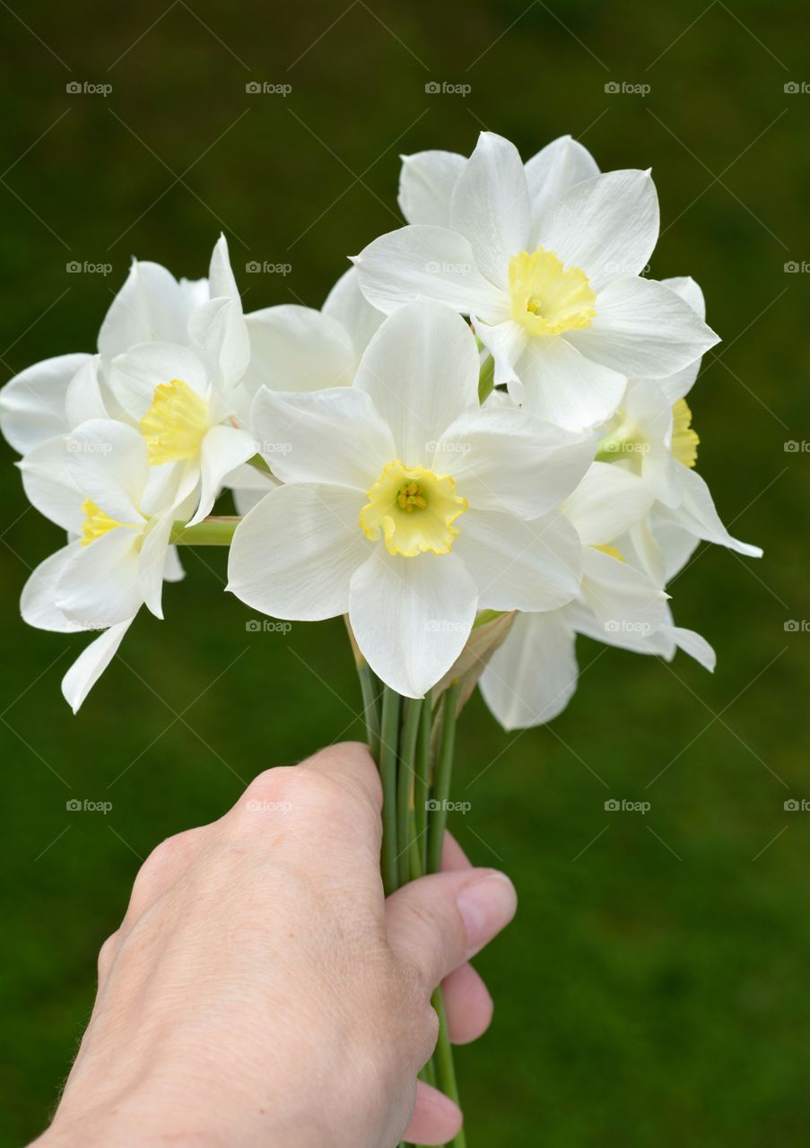 daffodils flowers in hand