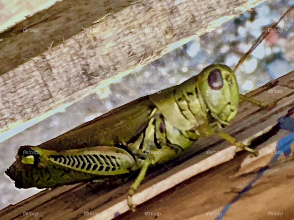 An exotic bug between a “Praying Mantis” & a regular grasshopper with a metallic green ectoskeleton assembled like some futuristic knight’s armor found in a crevice at “Hell’s Kitchen Rooms”, an SRO in Midtown Manhattan in 2010. Hypnotic Productions