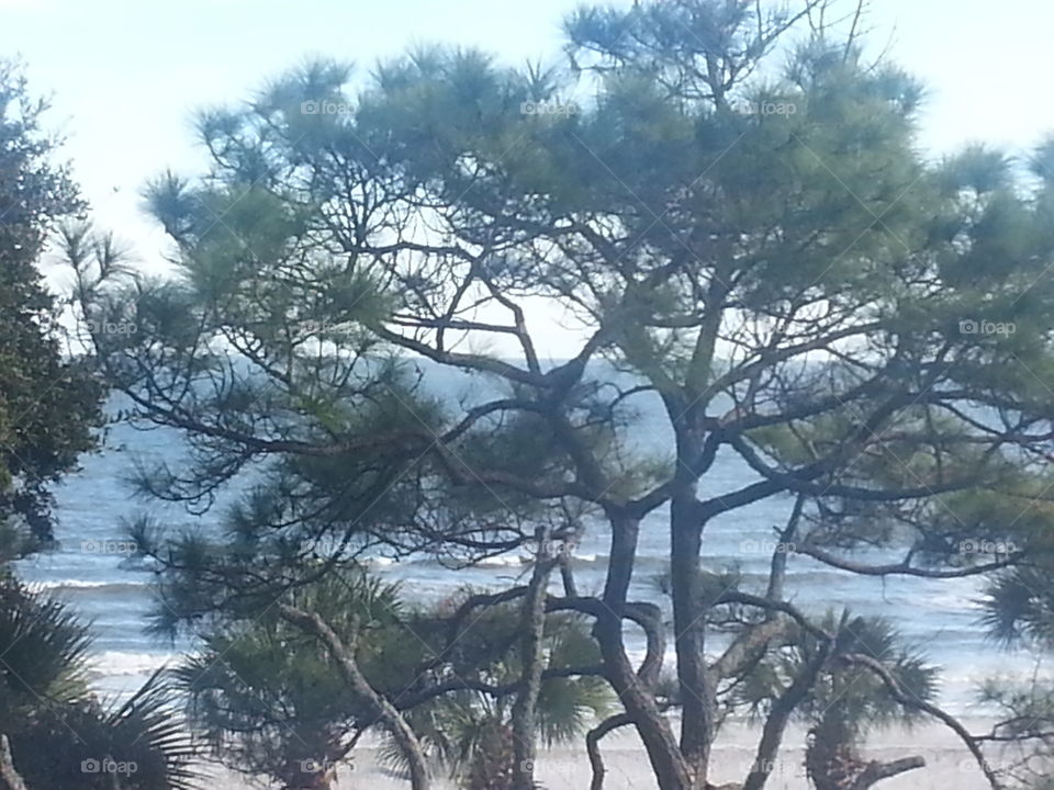 Beach Tree. tree