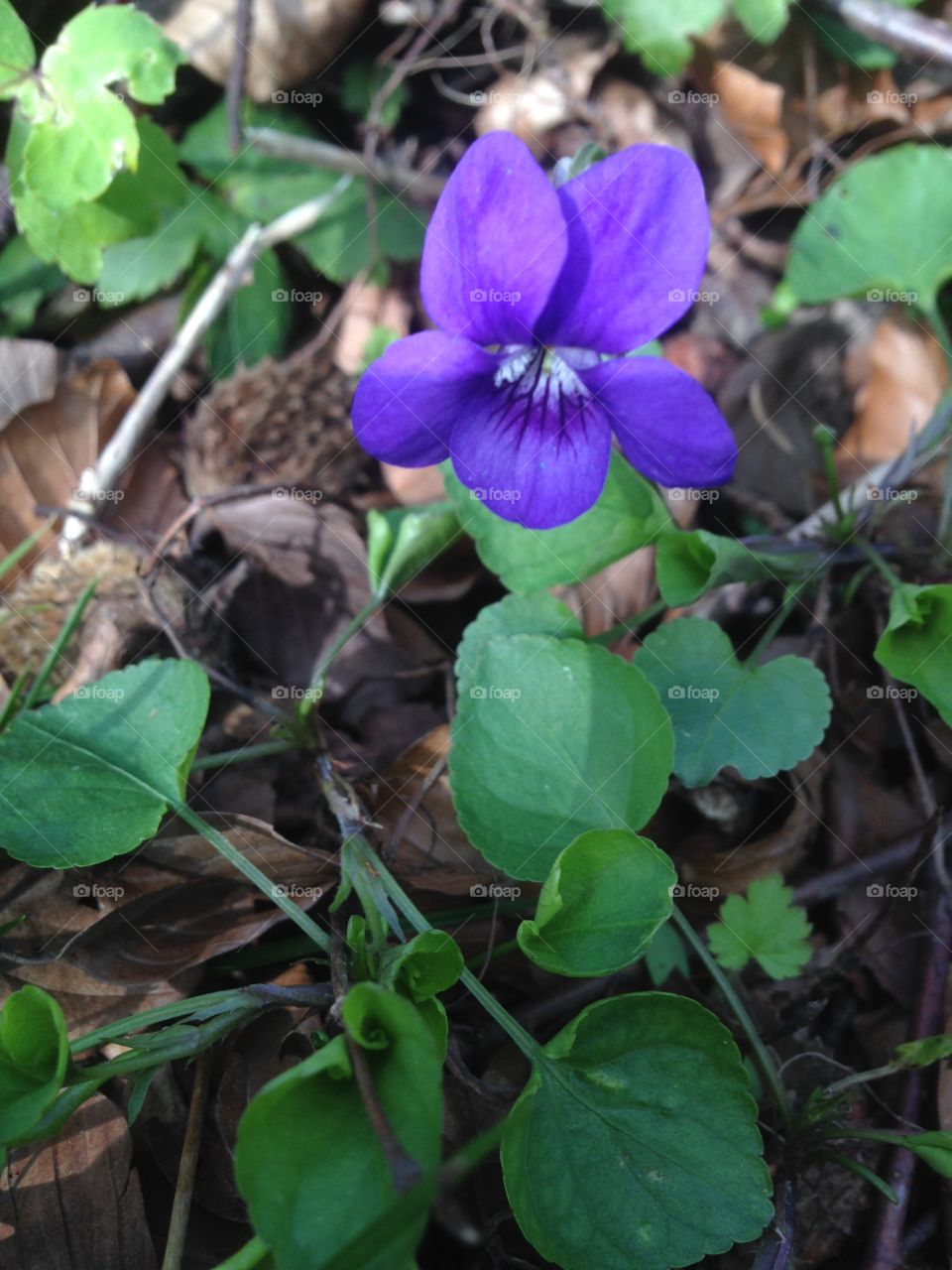 Violets 