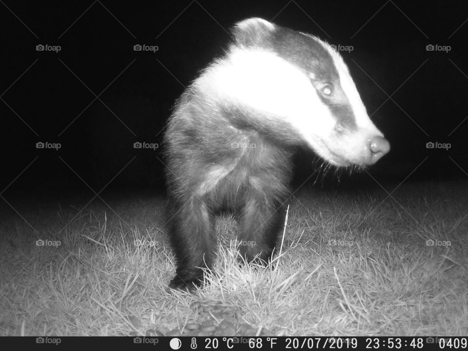 Badger cub