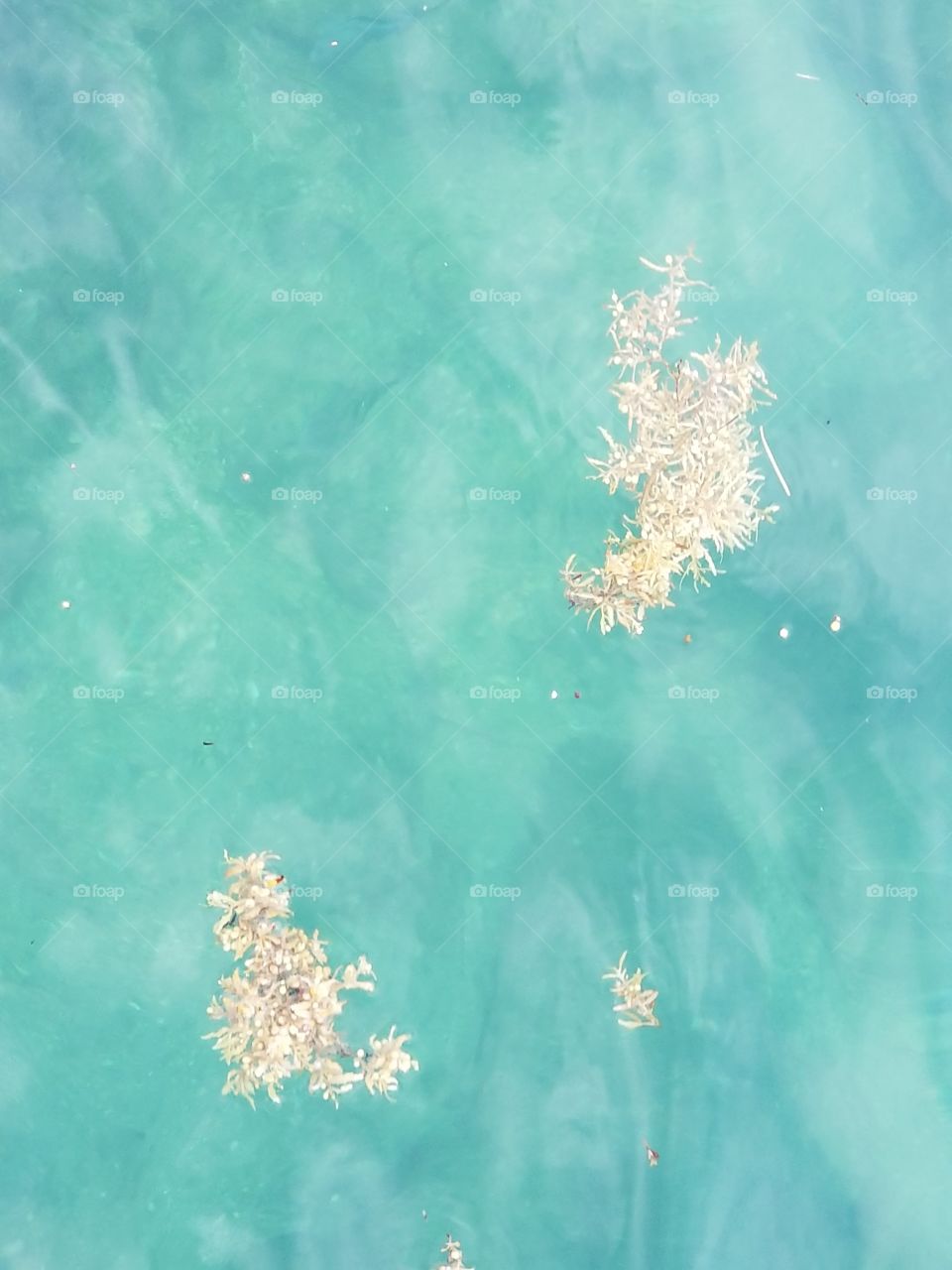 seaweed floating on the turquoise ocean water.