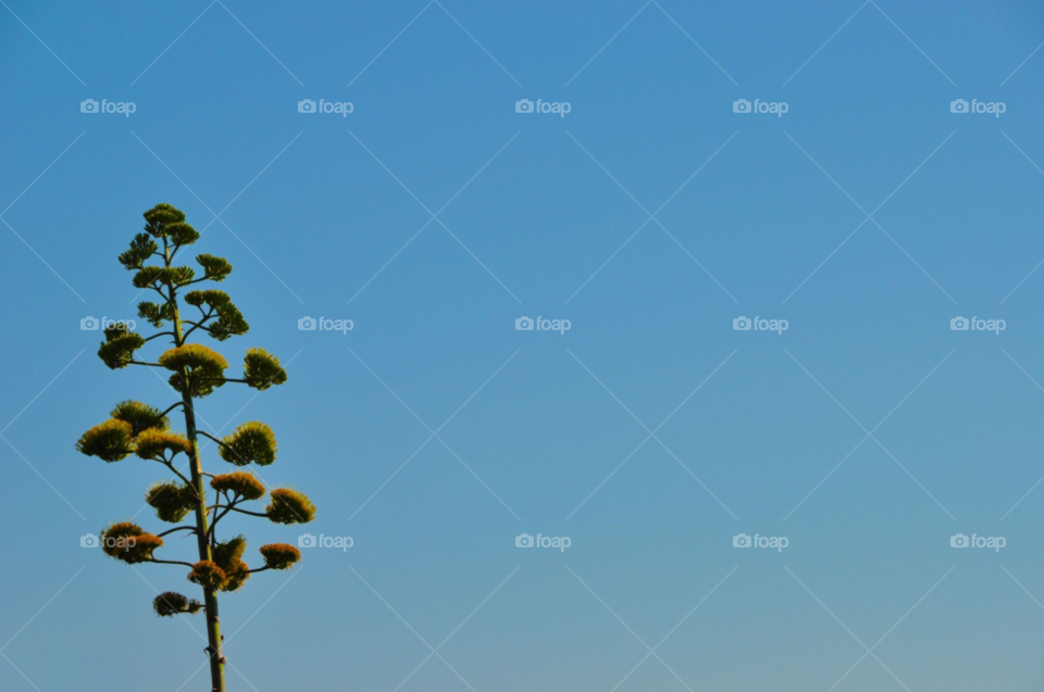 sky nature blue summer by gaguling