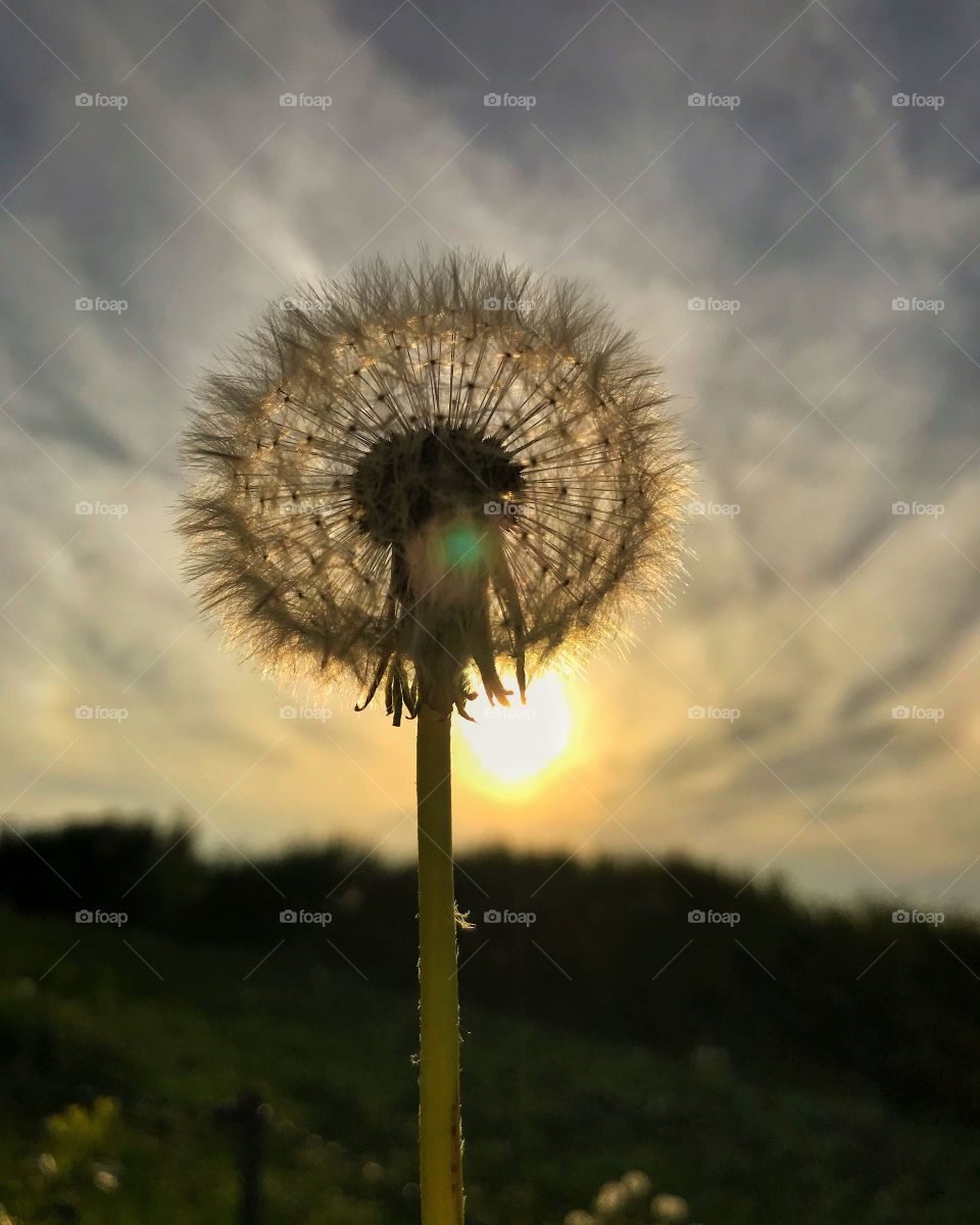 Dandelion 