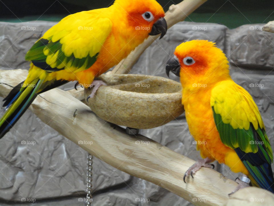 Bright yellow orange and green parakeets at the aquarium. Friends keeping each other company.