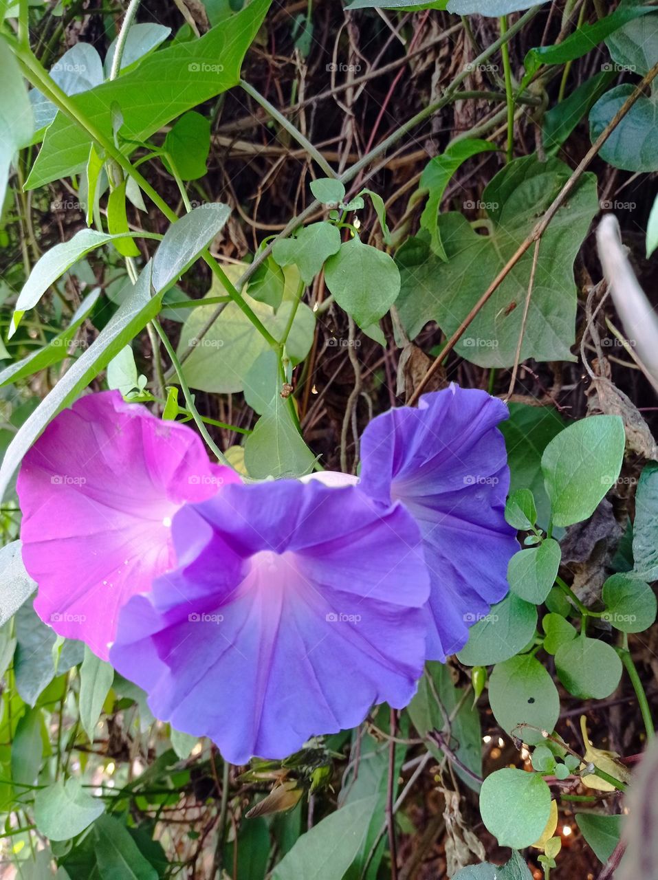 A pink and a purple flower / Flor lila y flor rosada