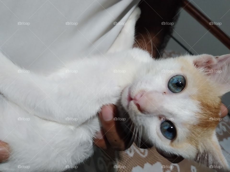 cute cat