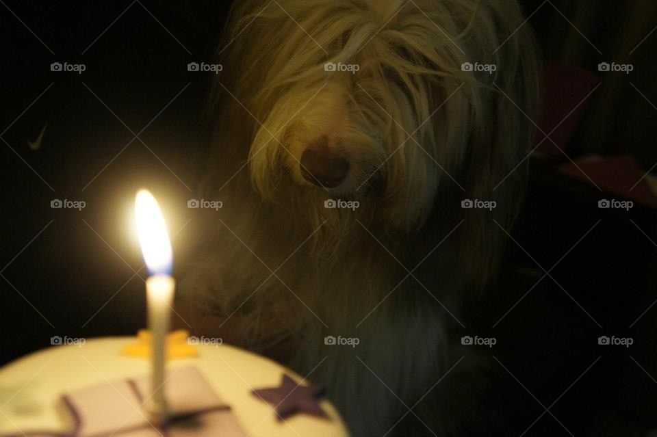 birthday dog for by l.mcquater