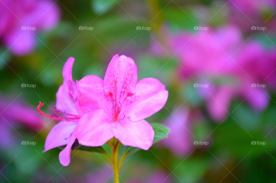 Pink flower
