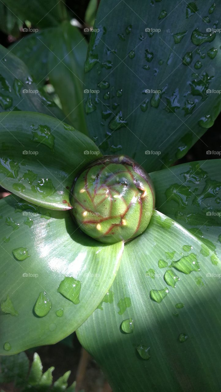 Green leaf closeup