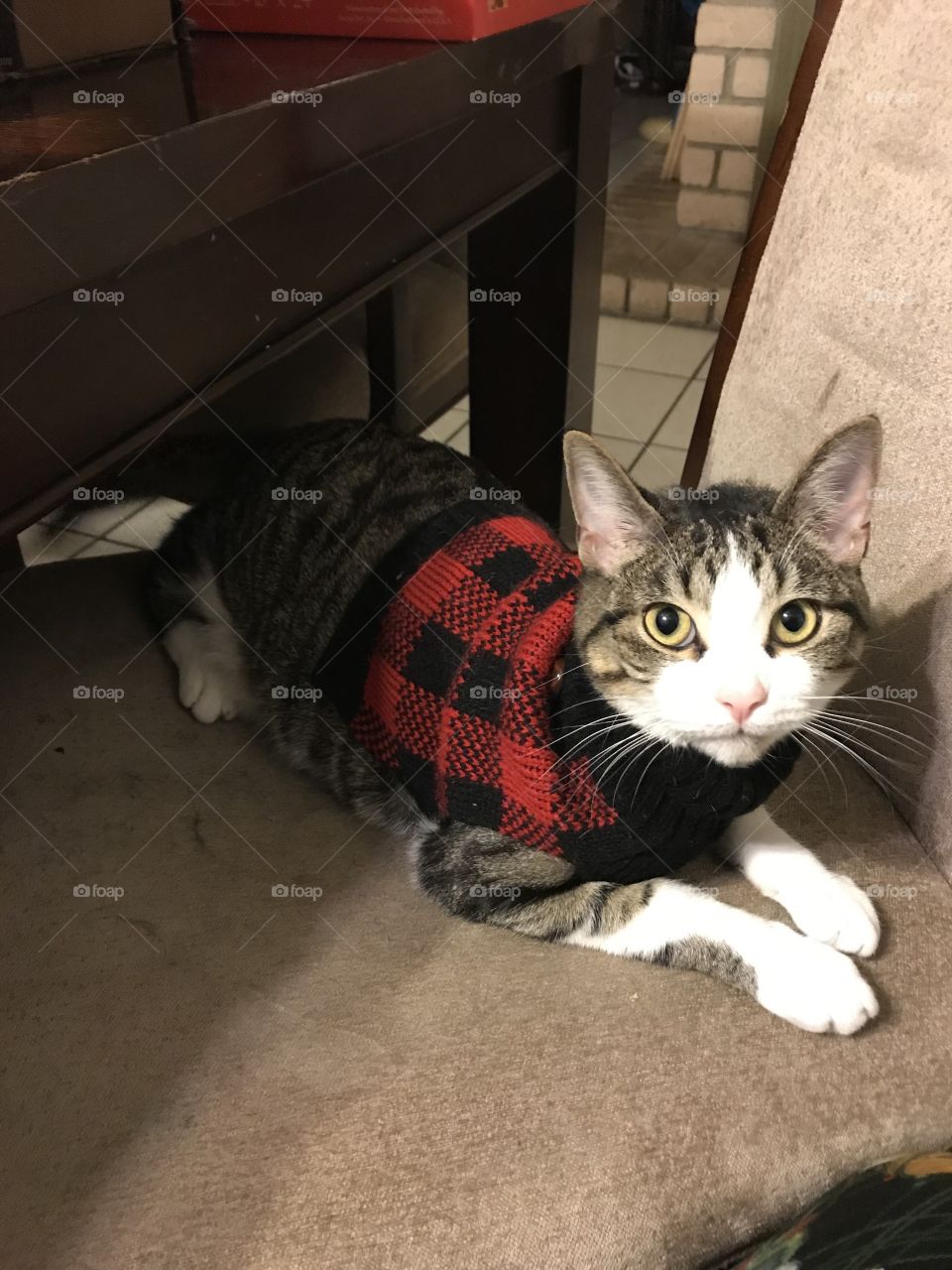 Eddie the Flannel Cat