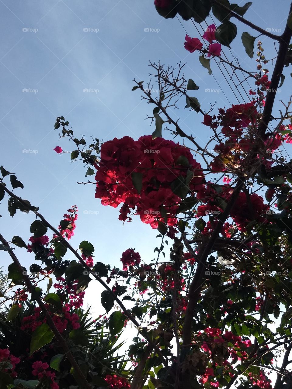 Bougainvilles and blue sky