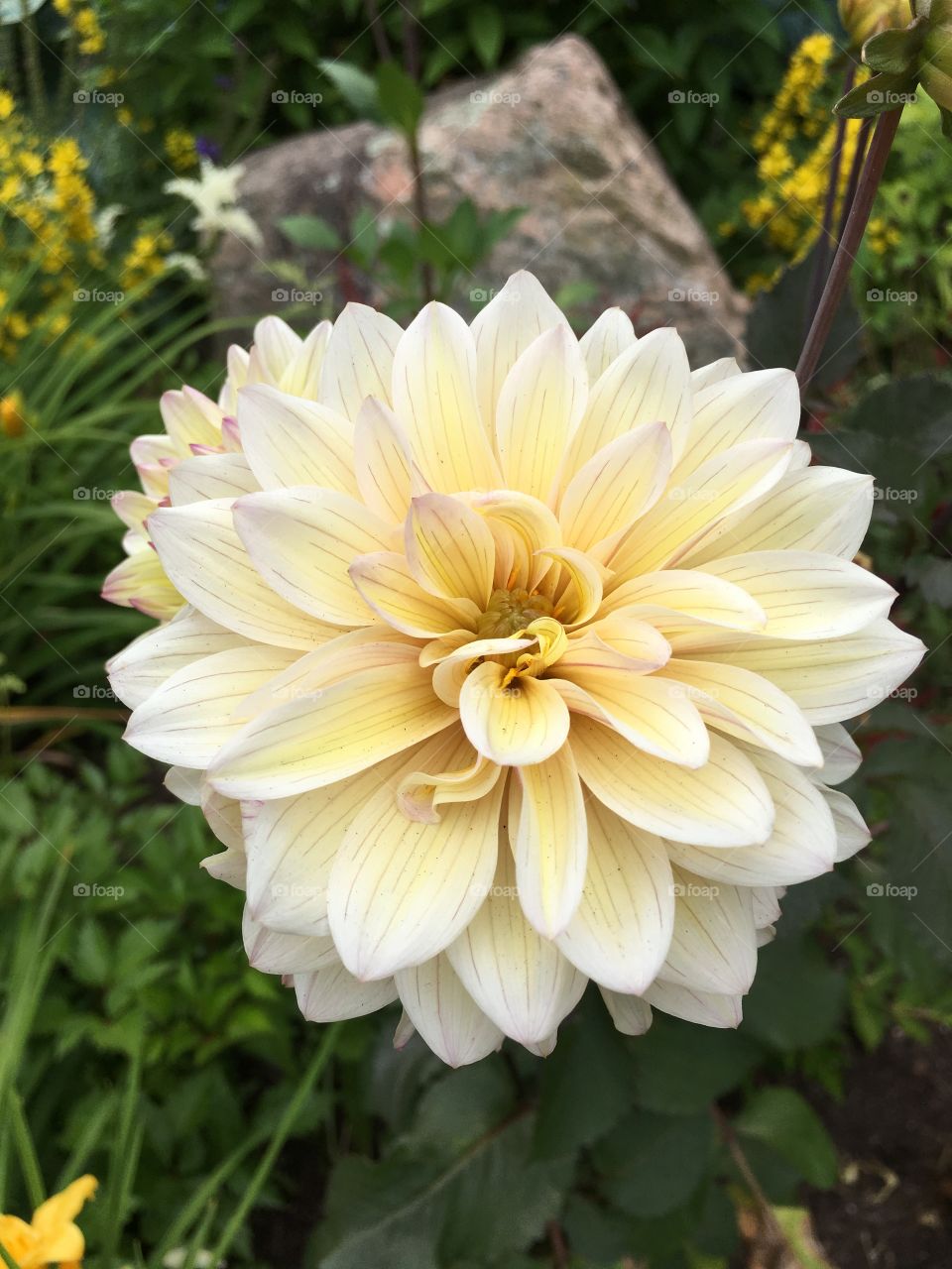 Cream-colored dahlia