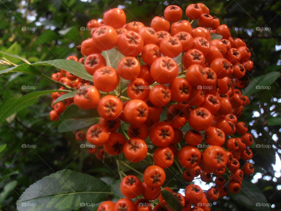 Red Berries