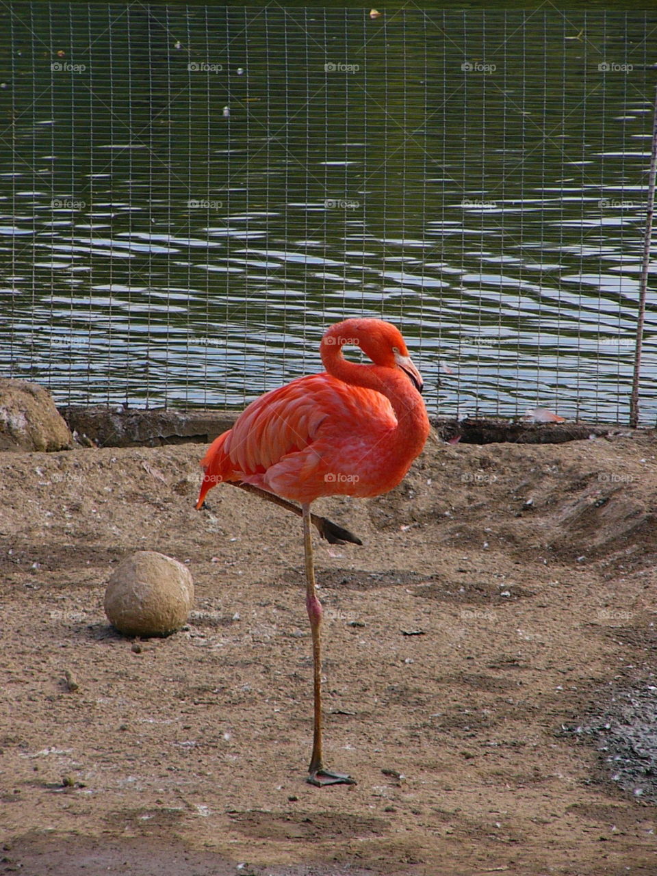 Like a statuette. Flamingo