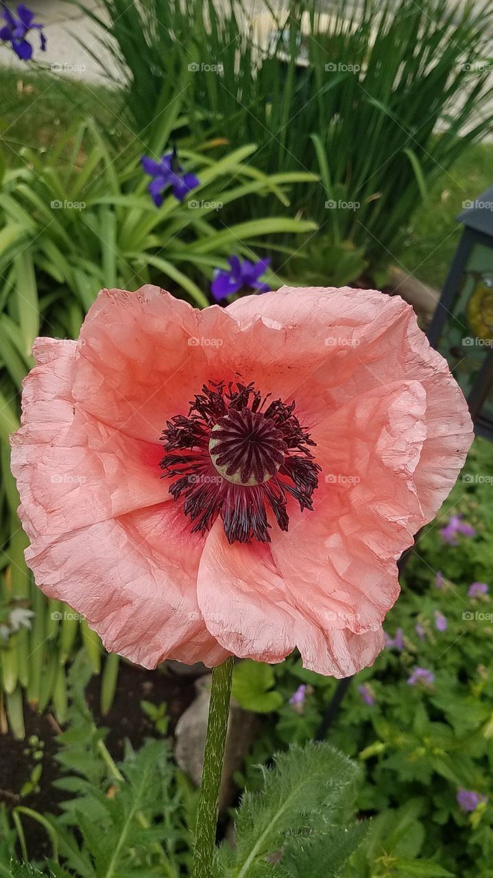 Poppy