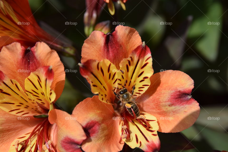 Goldene Inkalilie mit Biene