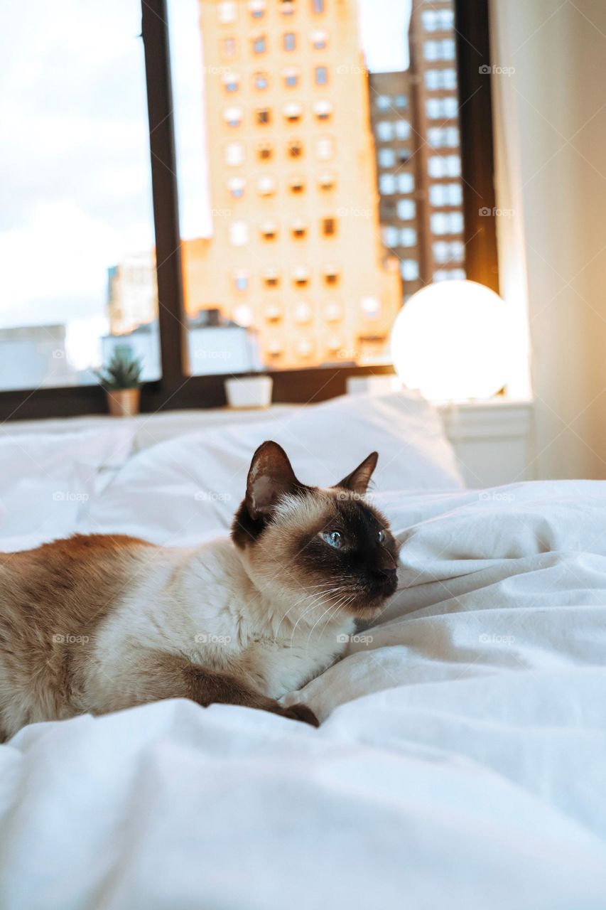 siames cat laying in white bedding