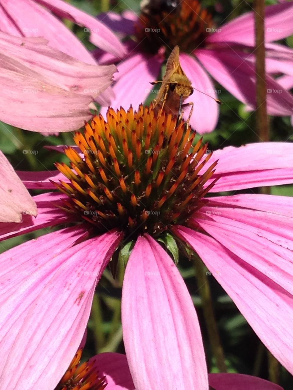 Moth on Cone Flower