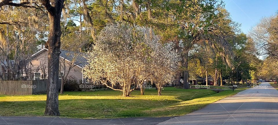 A Budding Tree 🌳!
