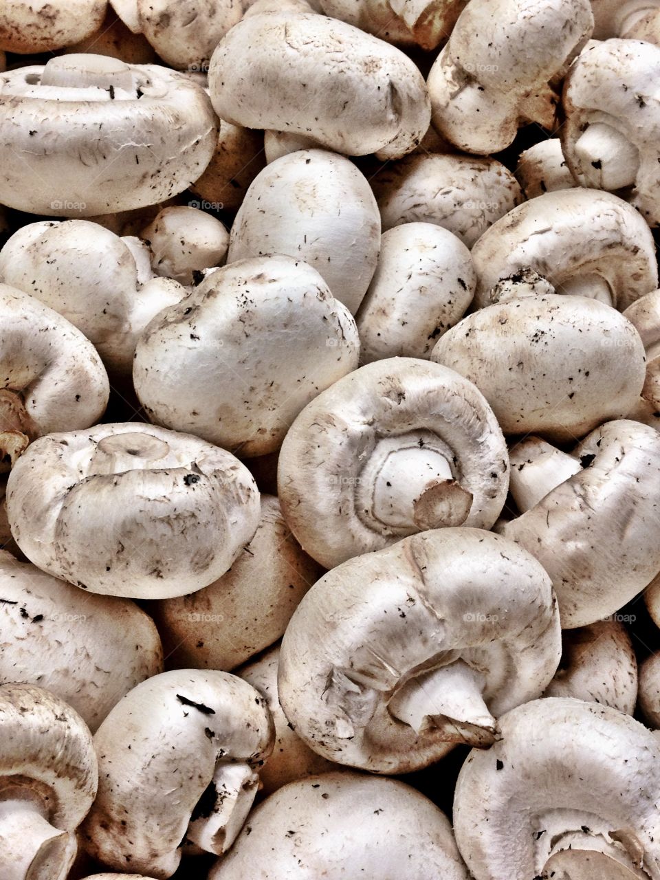 Mushroom Background. Full frame photo of fresh mushrooms