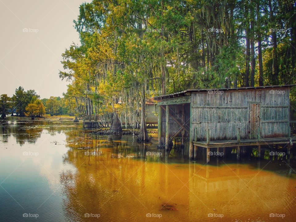 Old shack on swamp