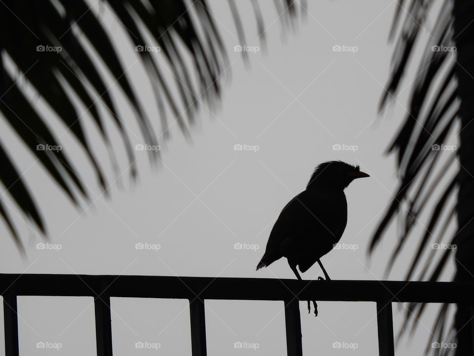 Bird silhouette